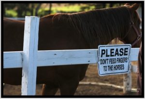 tbtra horse and sign