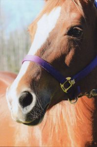 tbtra horse close-up