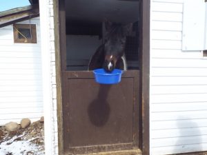 tbtra horse holding food bowl